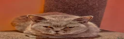 British Shorthair cats for sale: Retired BSH female looking for new home. - Advert 1