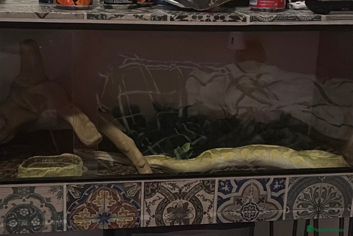 Python Snake reptiles Ball python - Advert 1
