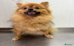 Pomeranian dogs for adoption: Lucy: The Puppy Who Lived Through a Nightmare - Image 2