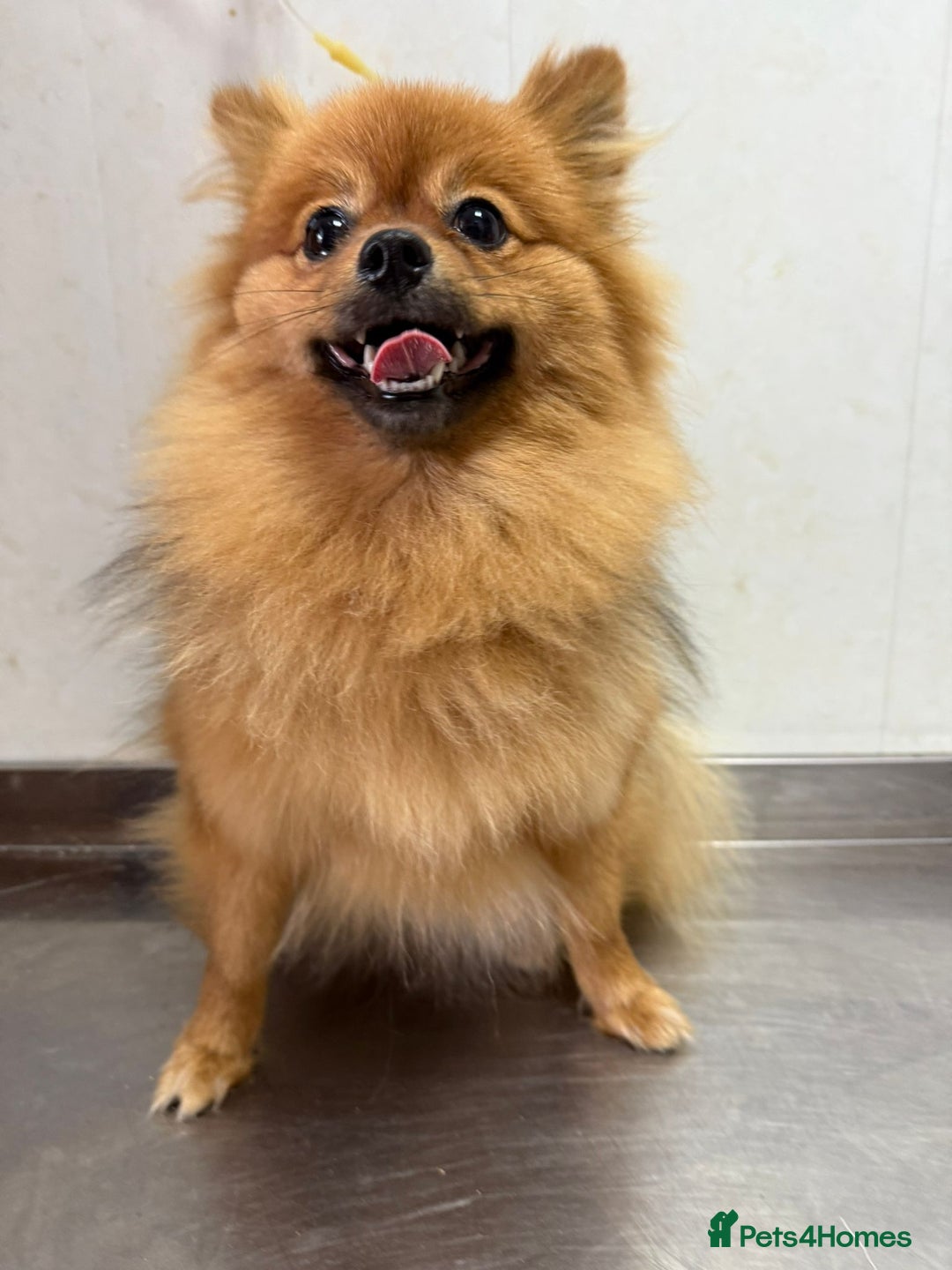 Pomeranian dogs for adoption: Lucy: The Puppy Who Lived Through a Nightmare - Image 2
