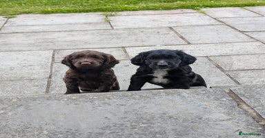 Cocker Spaniel dogs - Advert 2