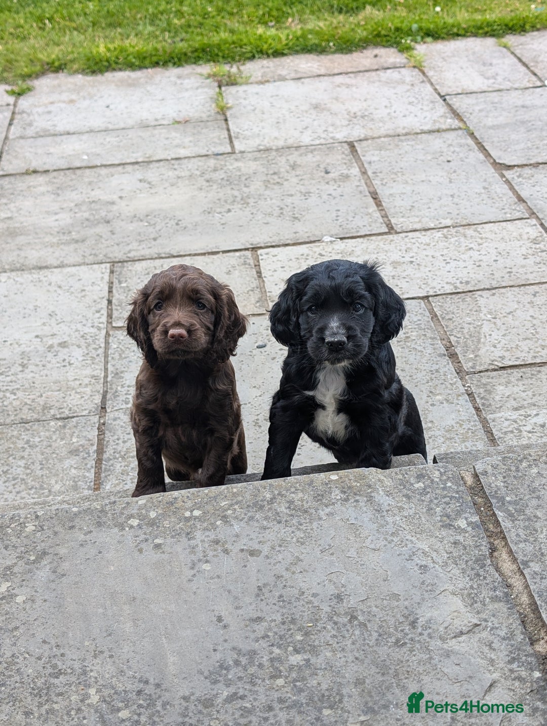 Cocker Spaniel dogs for sale: Working Cocker spaniel pups - Image 3