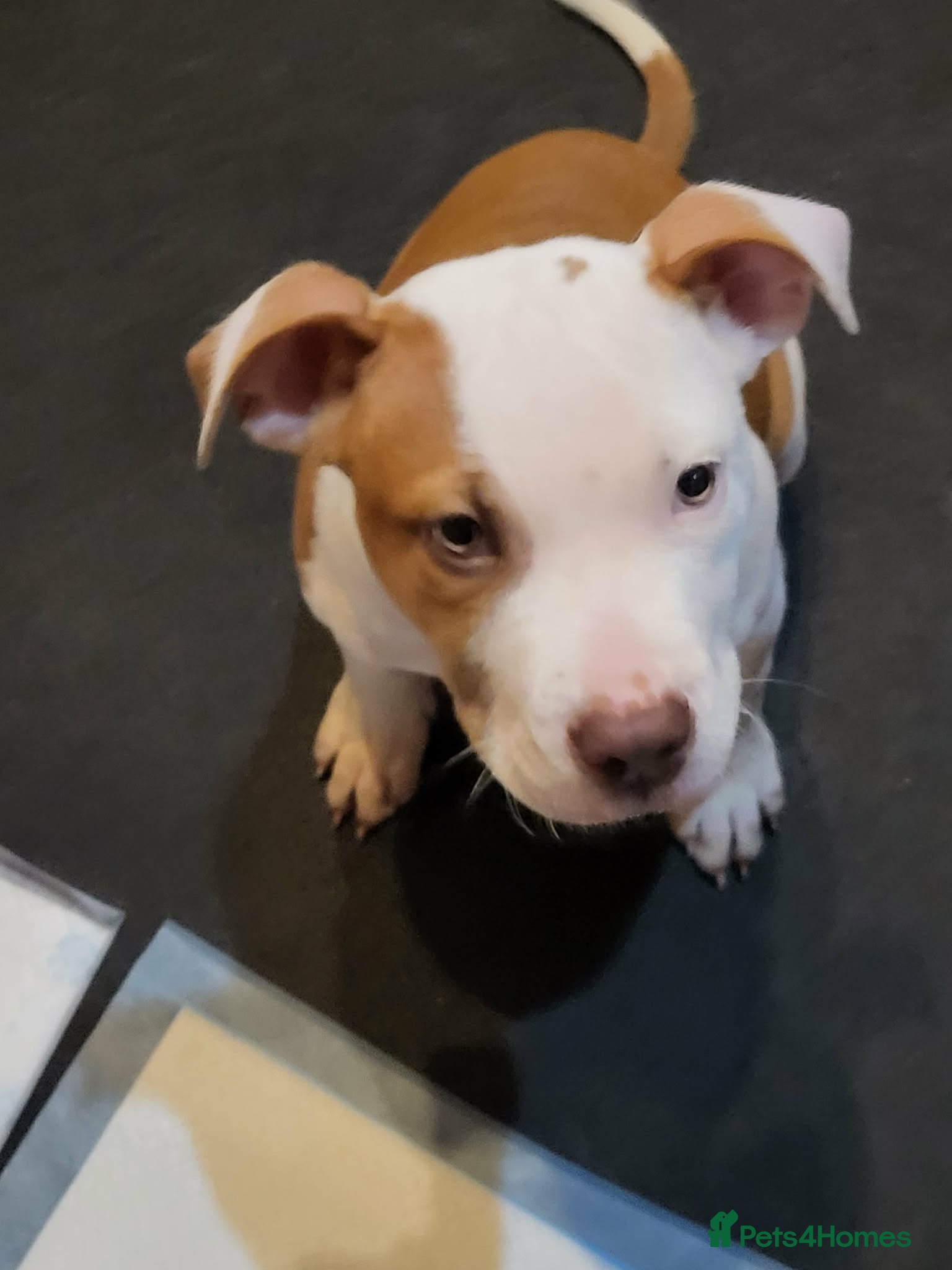 Mixed Breed dogs Staffy cross American Bully - Advert 3