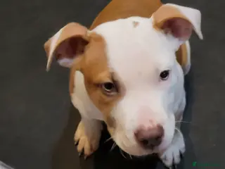 Mixed Breed dogs Staffy cross American Bully - Advert 1