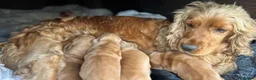 Cocker Spaniel dogs for sale: show type cocker spaniel puppy’s  - Advert 8