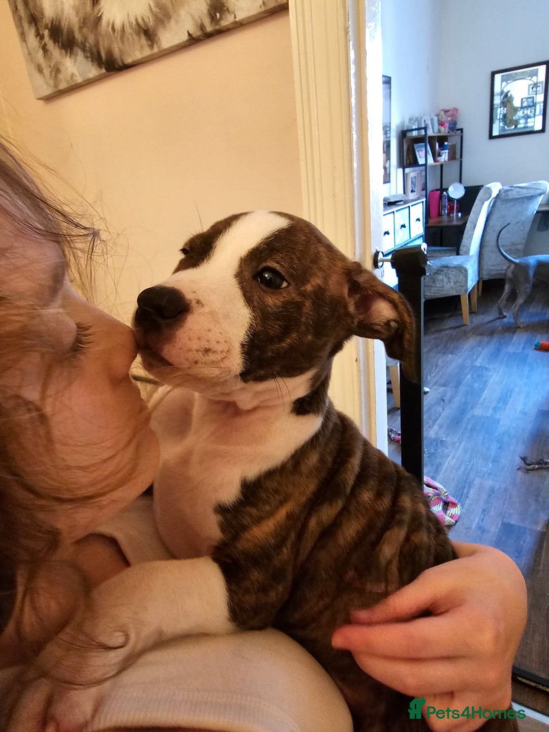 Staffordshire Bull Terrier dogs for sale: Staffordshire bull terrier puppy  - Image 5