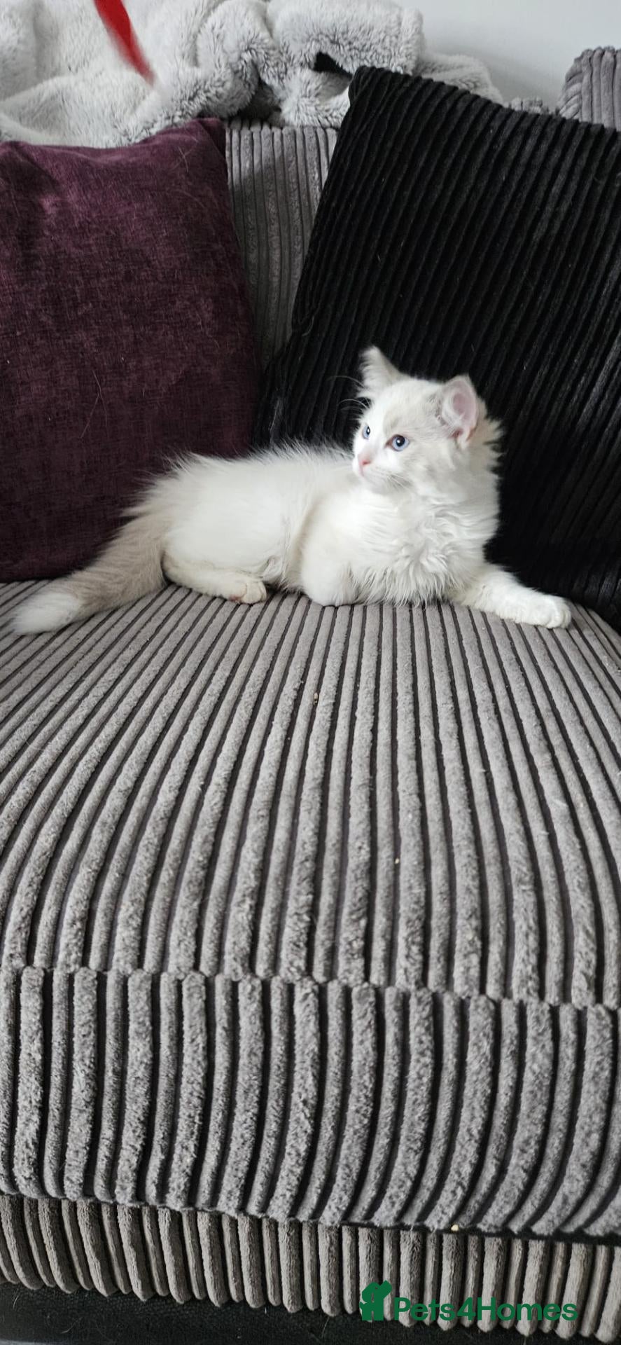 Ragdoll cats Stunning ragdoll kittens looking for new homes - Advert 2