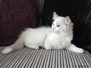 Ragdoll cats Stunning ragdoll kittens looking for new homes - Advert 2