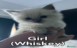 Ragdoll cats for sale: Pure Breed Ragdoll Kittens For Sale - Advert 2