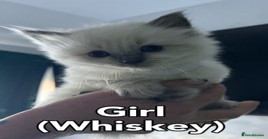 Ragdoll cats Pure Breed Ragdoll Kittens For Sale - Advert 5