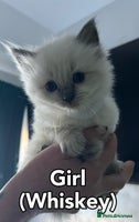 Ragdoll cats Pure Breed Ragdoll Kittens For Sale - Advert 11