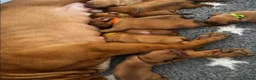 Dogue De Bordeaux dogs for sale: Magnificent Puppies Seeking Loving Homes in Belfast - Advert 8