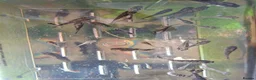 Platies fish for sale: School of baby fish molly / cowfish  in Arlesey - Advert 3