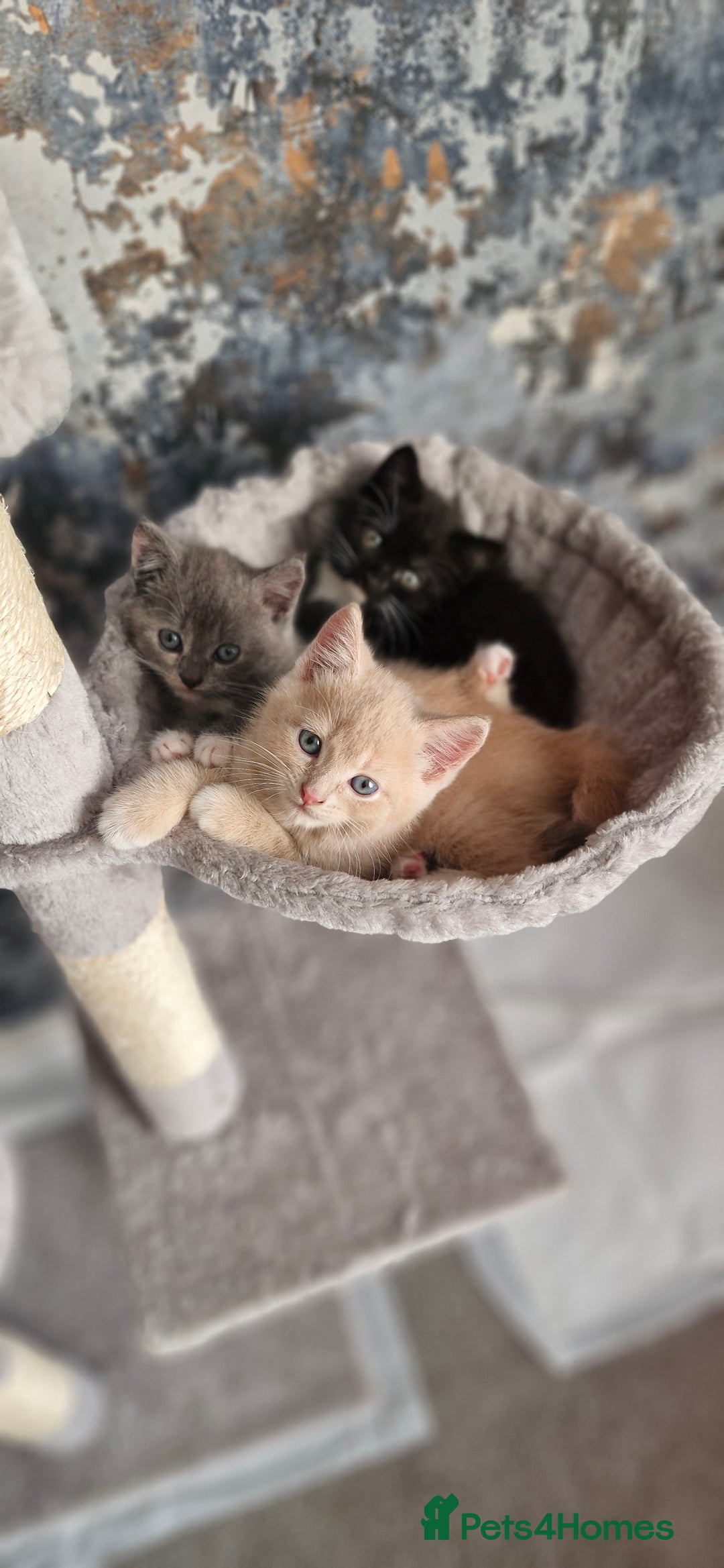 Persian cats for sale: Persian mixed breed  - Image 6