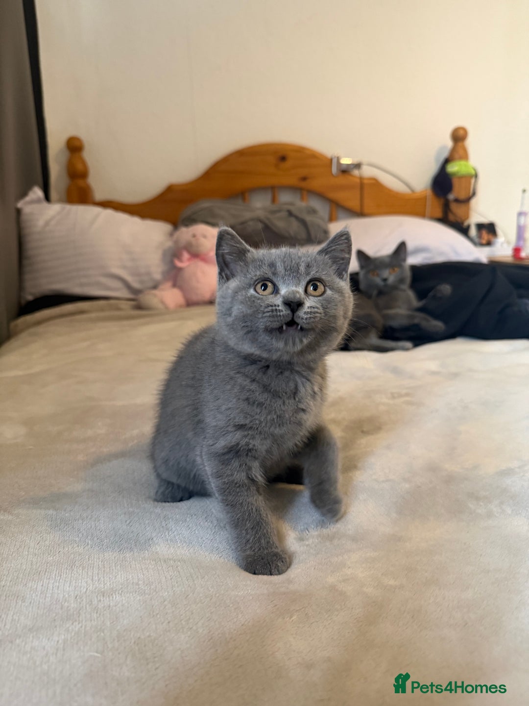 British Shorthair cats for sale: British Shorthair Blue – 4-Month-Old Kitten - Advert 7