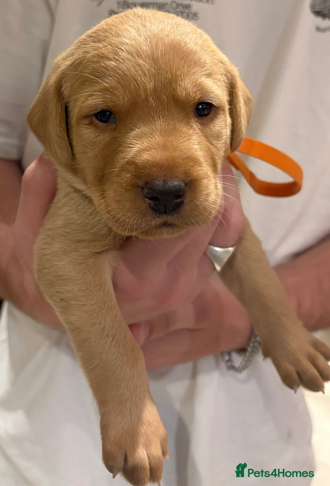 Labrador Retriever dogs for sale: Stunning Fox Red Labrador Puppies - Family Raised in Nantwich - Advert 2