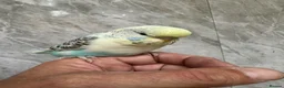 Budgerigars birds for sale: Budgie  - Advert 10