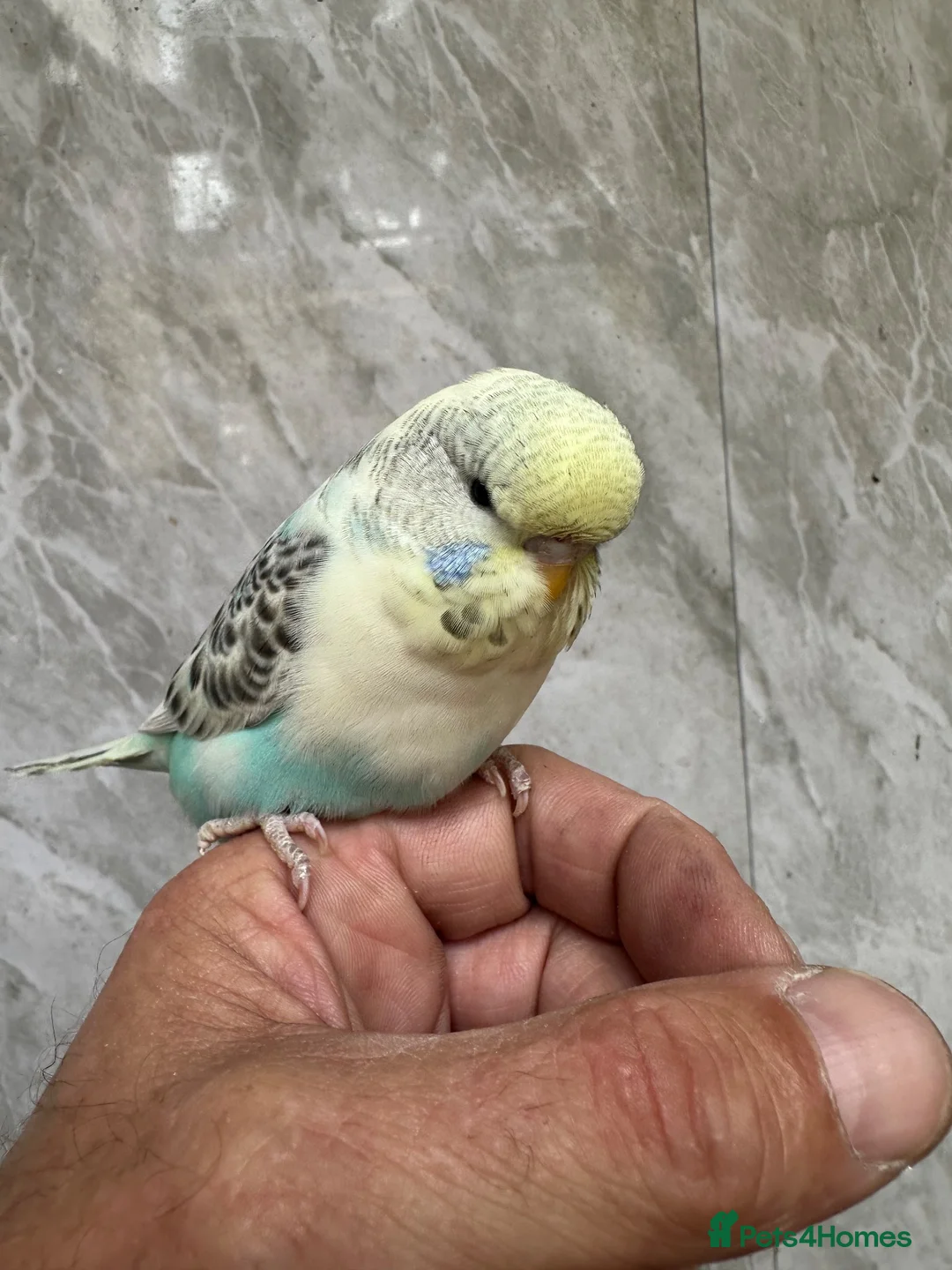 Budgerigars birds for sale: Budgie  - Advert 10