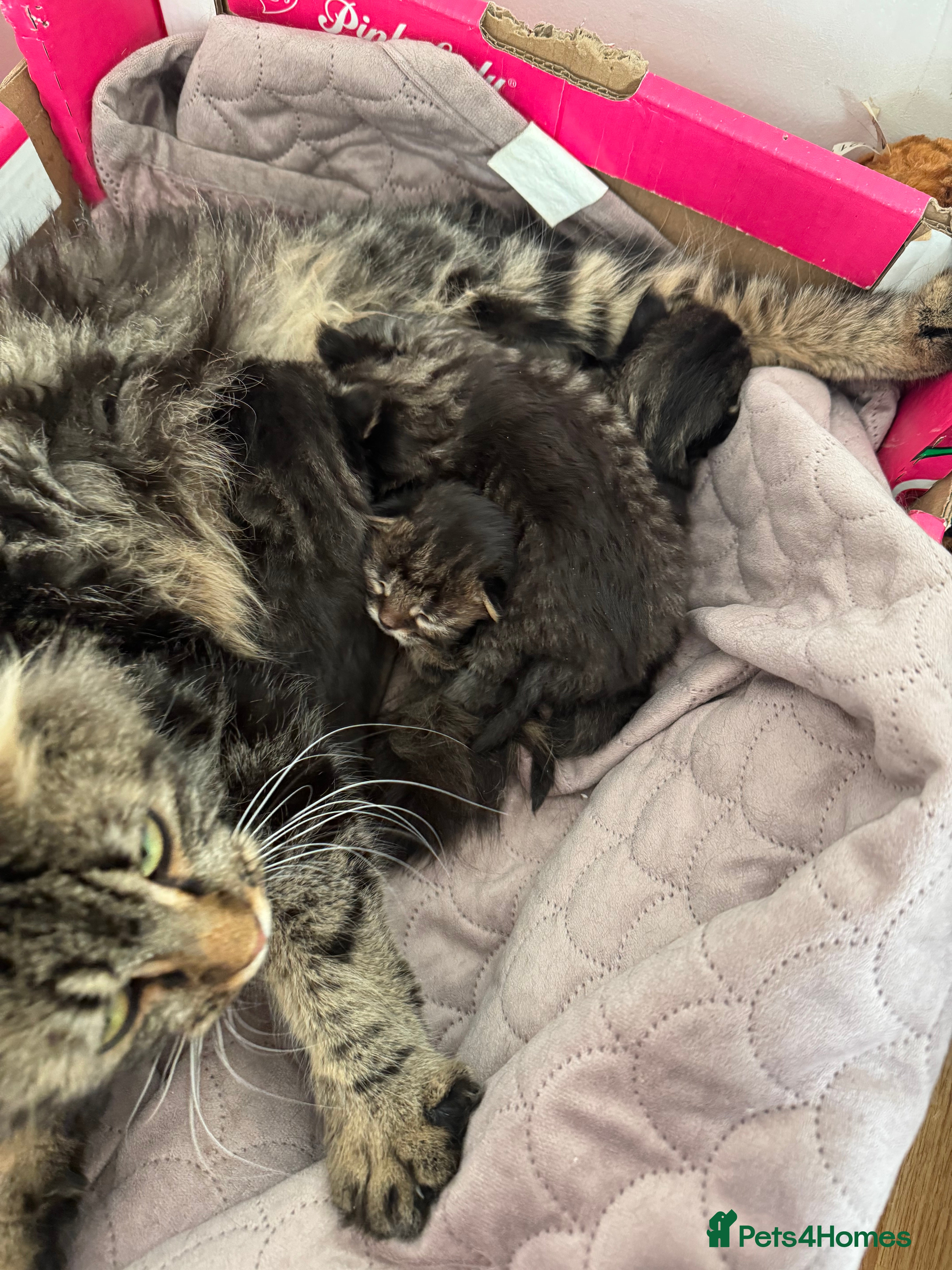 Mixed Breed cats Fluffy longhair kittens ready now - Advert 2