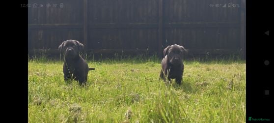 Labrador Retriever dogs Fully Health Tested Labs - Advert 2