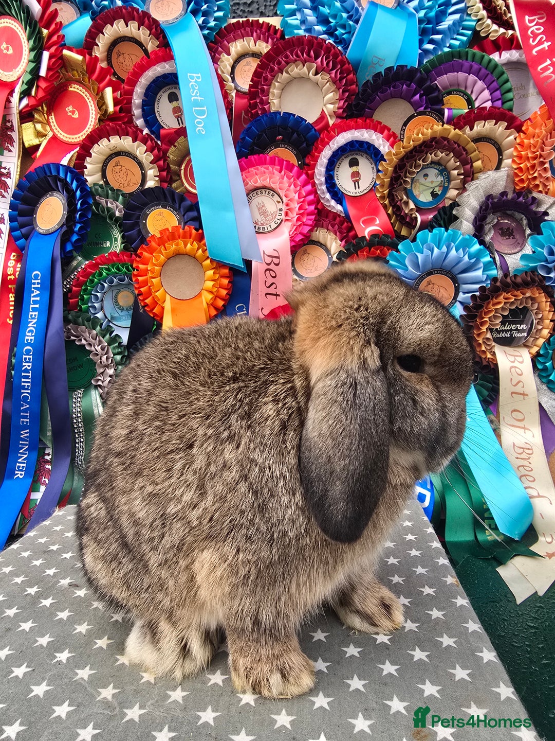 Mini Lop rabbits for sale: 3 gorgeous mini lops does available  - Advert 3