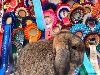 Mini Lop rabbits 3 gorgeous mini lops does available - Advert 5