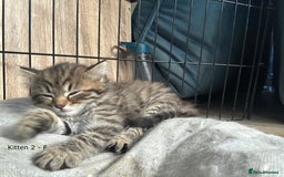 British Longhair cats for sale: Gorgeous Long Hair Tabby's - Ready 25/10/25 - Image 9