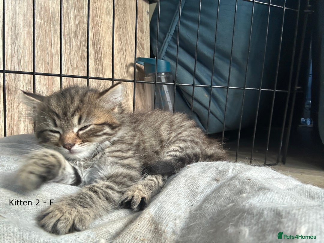British Longhair cats for sale: Gorgeous Long Hair Tabby's - Ready 25/10/25 - Image 9