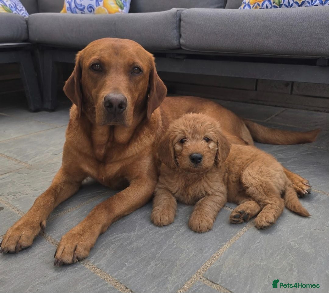 Labradoodle dogs LABRADOODLES F1 ( HEALTH TESTED PARENTS & G/PARENT - Advert 2