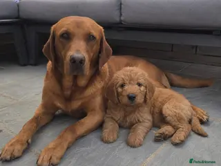 Labradoodle dogs LABRADOODLES F1 ( HEALTH TESTED PARENTS & G/PARENT - Advert 2