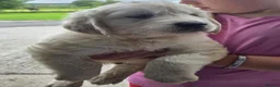 Golden Retriever dogs for sale: ADORABLE GOLDEN RETRIEVER PUPPIES  - Advert 4