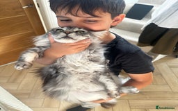 Maine Coon cats for sale: GCCF Registered Maine Coon Full of Affection  - Image 6
