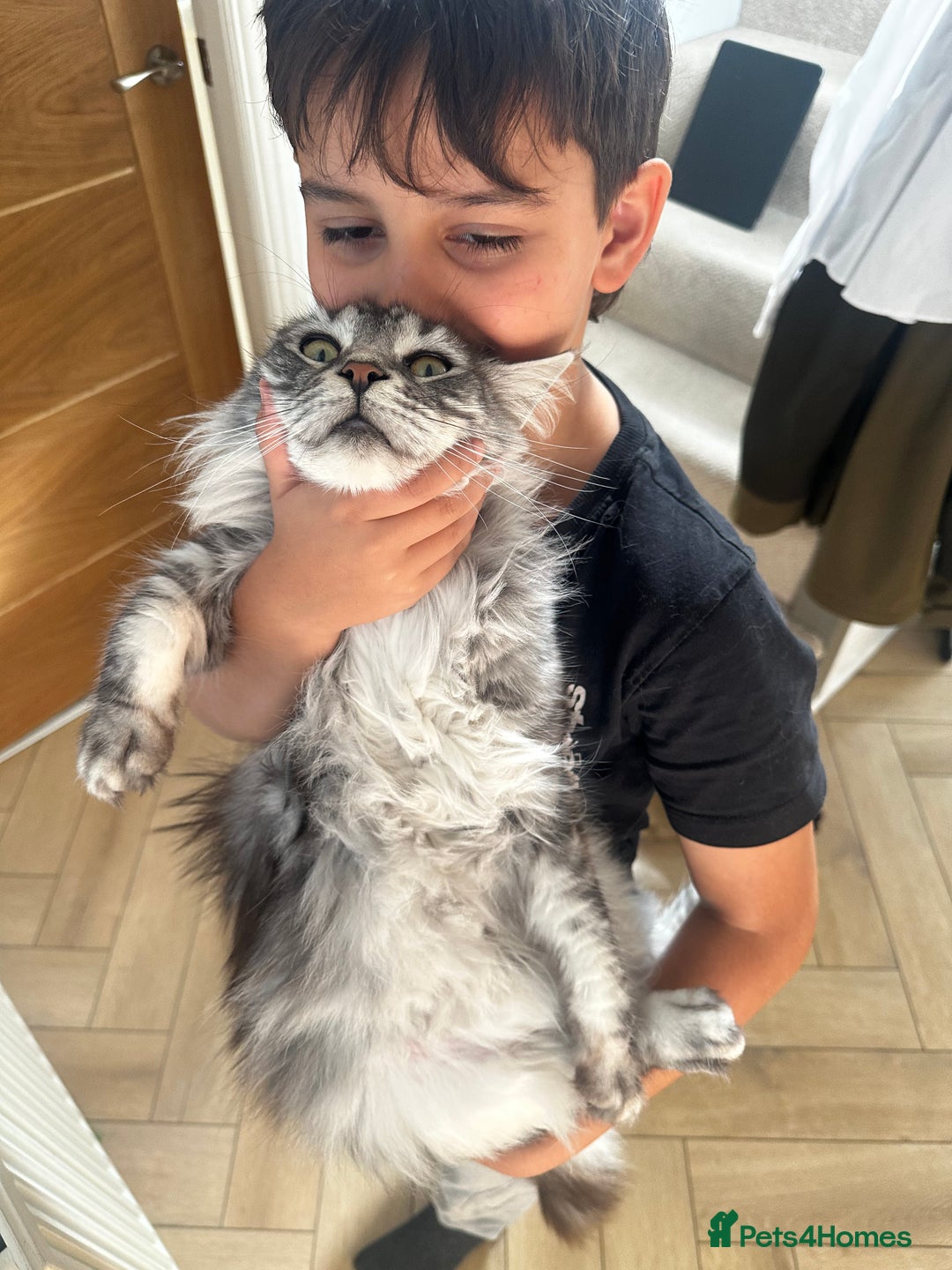 Maine Coon cats for sale: GCCF Registered Maine Coon Full of Affection  - Image 6