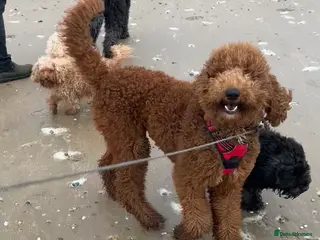 Standard Poodle dogs Pure Bred Standard Poodle Puppies – £950 - Advert 3