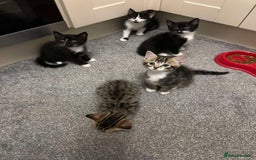 British Shorthair cats for sale: 5 cute cats  - Image 12