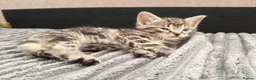 Domestic Shorthair cats for sale: Very playful and lovely kittens - Advert 4
