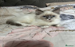 Ragdoll cats for sale: Two Stunning Ragdoll Kittens - Ready Leave Now - Image 2