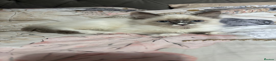 Pink Collar