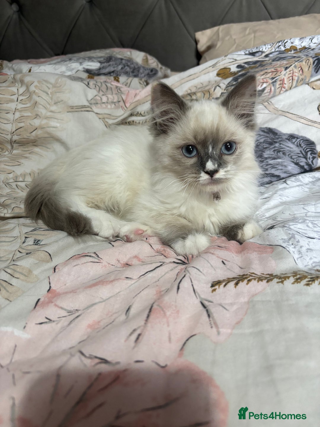 Ragdoll cats for sale: Two Stunning Ragdoll Kittens - Ready Leave Now - Image 2