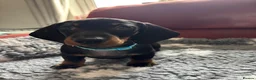 Miniature Dachshund dogs for sale: Black and tan miniature dachshund puppies   - Advert 16