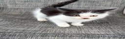 Mixed Breed cats for sale: Beautiful female kitten - Advert 1