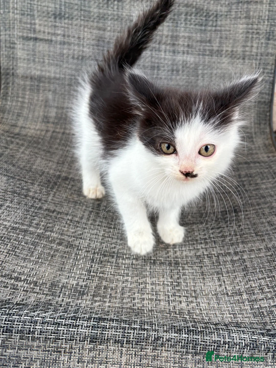 Mixed Breed cats for sale: Beautiful female kitten - Advert 1