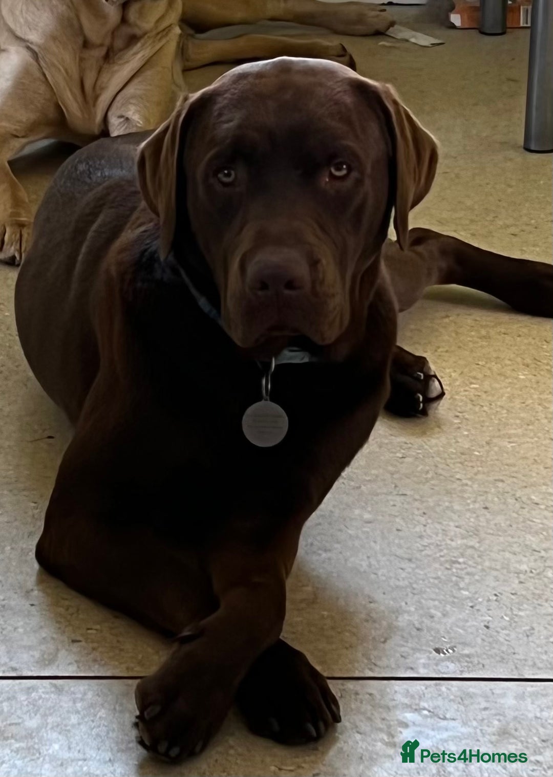 Labrador Retriever dogs for stud: Beautiful Chocolate Lab for stud in Flint - Advert 5