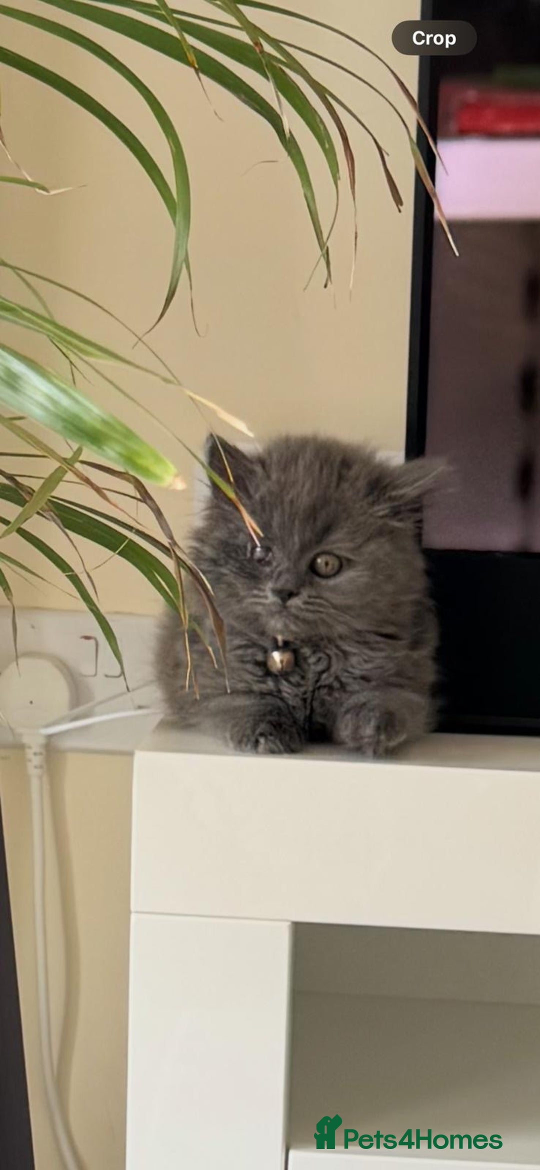 British Longhair cats for sale: British long hair - Image 1