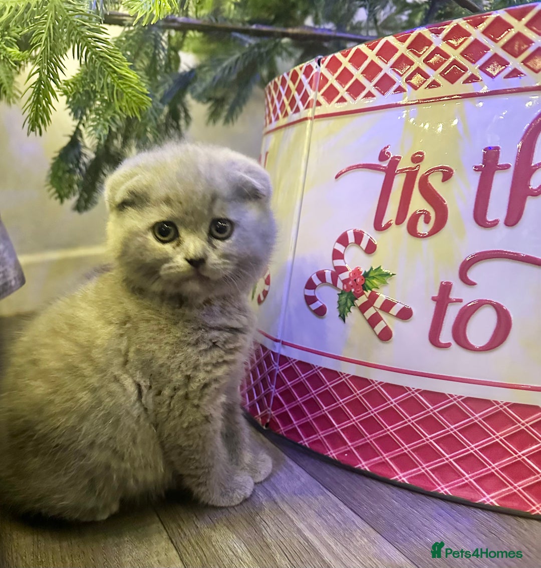Scottish Fold cats for sale: ✨💜 Scottish Fold Girls For Sale 💜✨ - Advert 6