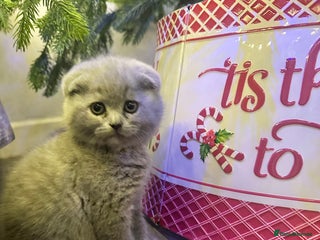 Scottish Fold cats ✨💜 LAST Scottish Fold Girl For Sale 💜✨ - Advert 1