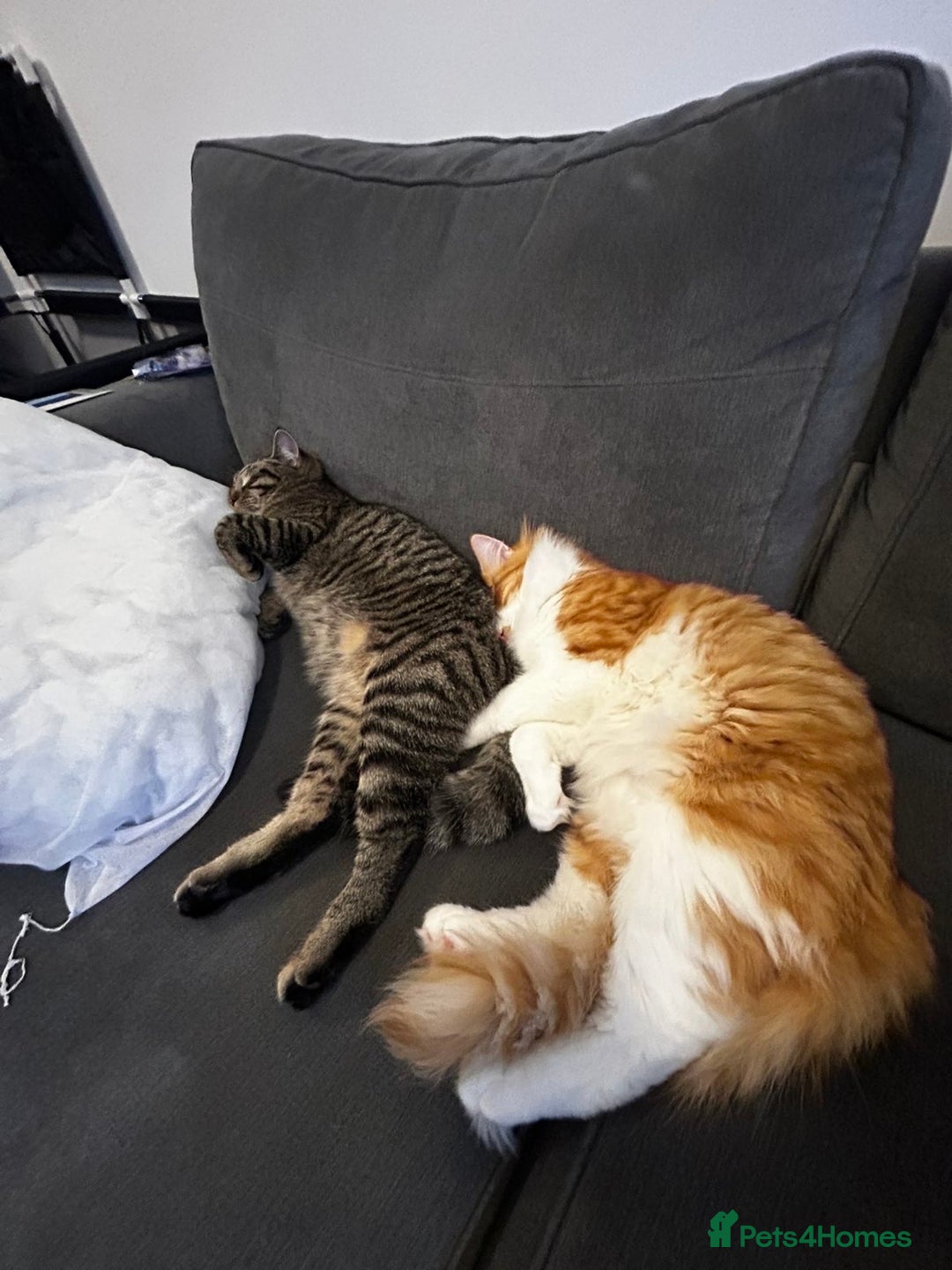 Domestic Shorthair cats for sale: Gorgeous brothers Mitch and Bingo - Advert 2