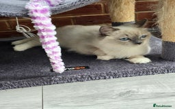 Ragdoll cats for sale: Blue mitted european girl - Image 18
