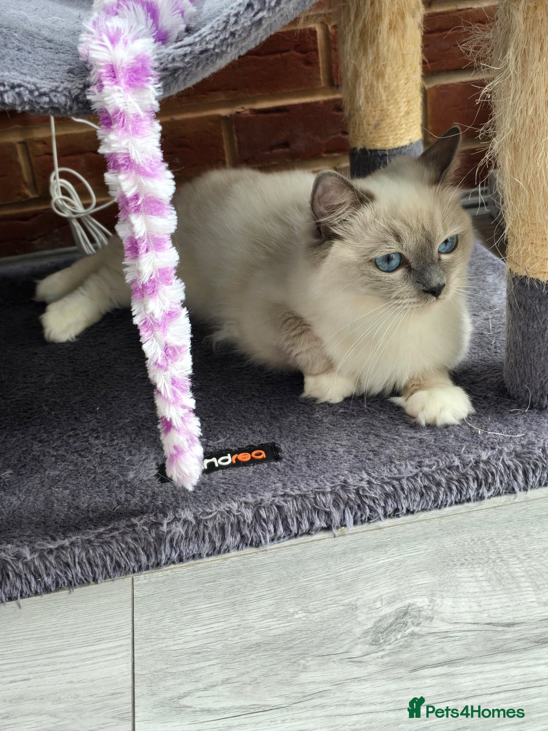 Ragdoll cats for sale: Blue mitted european girl - Image 18