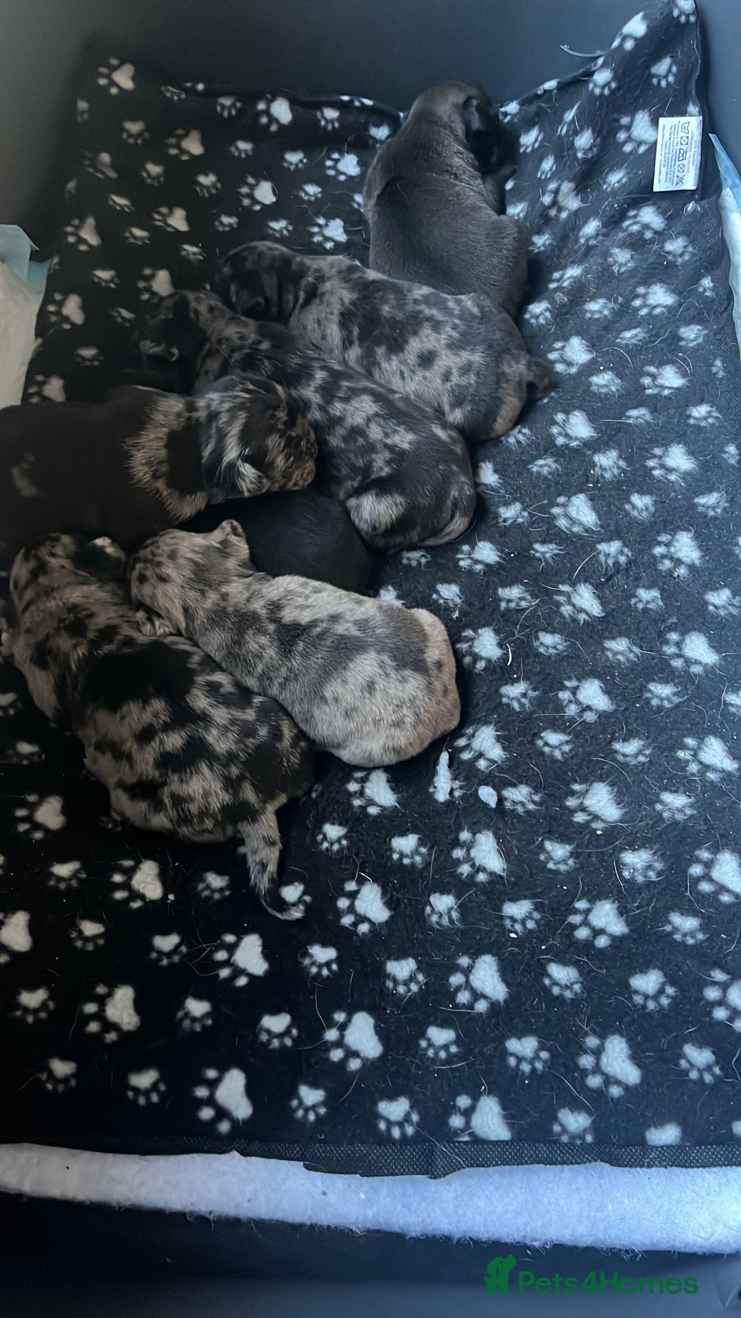 Pug dogs for sale: Merle Pug Puppy - Advert 3